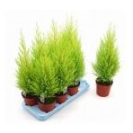 Limon Servi Bonsai Ağacı Tohumu 5 Tohum + Süpriz Bonsai Tohumu
