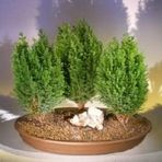 LİMON SERVİ BONSAİ AĞACI TOHUMU