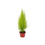 Limon Servi Fidanı 20-30 Cm