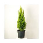 Limon Servi Fidanı 60-80 Cm
