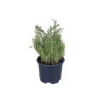 Limoni Kekik Fidanı Saksı 10-20 Cm