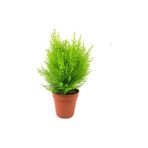 Limoni Servi Çam Fidanı - Boyu 30-40 cm ) Limon Kokulu Çam