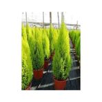 Limoni Servi Çam Fidanı Limon Kokulu Çam Fidanı 30-50 Cm