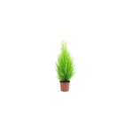 Limoni Servi Çam Fidanı Salon Çamı Boyu 10-20 Cm Limon Kokulu