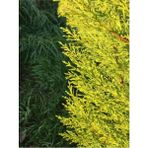 Limoni Servi Çam Fidanı ( Salon Çamı ) Boyu 35-40 cm Limon Kokulu