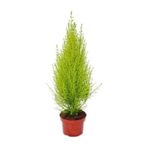 Limoni Servi Çamı Fidanı 30-50 Cm