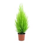 Limoni Servi Cupressus Ev Ofis Salon Çamı 30-40 Cm