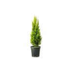 Limoni Servi Fidanı Cupressus Macrocarpa Goldcrest 40 60 cm Saksıda