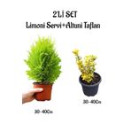 Limoni Servi Fidanı(30-40Cm)+Altuni Taflan(30-40Cm) 2'li Set Saksılı Bahçe Bitkisi, BTS001NA0907