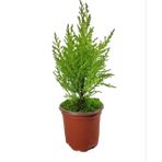 LİMONİ SERVİ(CUPRESSUS MACROCARPA ‘GOLDCREST’),LİmON ÇAMI 25-30cm