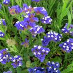 Limonium Sinuatum Deep Mavi Deniz Lavantası Tohumu(30 tohum)