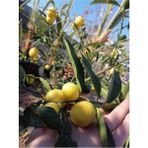 Limquat Limon Fidanı
