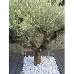 Lin Dekor Beyaz Dolomit Taş 4-6 cm 25 kg Dere Taşı Çakıl Taşı Bahçe Süs Taşı Peyzaj Taşı Dekoratif Taş - 010 - Beyaz