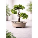 Lineva Dekoratif Yapay Bonsai Mini Ağaç – Masaüstü Ev Ofis Süs Bitkisi (1 Adet)