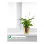 linmetal Altın Renkli Çiçek Ve Bitki Saksısı 22 Cm Çap