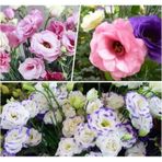 Lisianthus Lale Gül Gelin Buketi Serisi - Karışık 5 Tohum