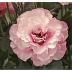 Lisianthus Lale Gül Gelin Buketi Serisi - Pembe 5 Tohum