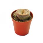 Lithops Living Stone Kaktüs