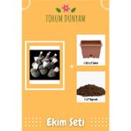 Lithops Salicola Sukulent Tohumu Ekim Seti