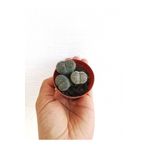 Lithops Taş Kaktüs, BTSTS6
