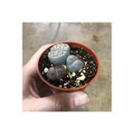 Lithops Yaşayan Taş Kaktüs Sukulent 5,5 Cm Saksıda