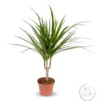 Little Miss Kaktüs Dracaena Marginata (Tek Gövdeli-45 Cm) - Ev ve Ofis Bitkisi - Mosstok Pothos Salon Sarmaşığı