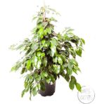 Little Miss Kaktüs Ficus Benjamin Daniella (110 Cm) - Ev ve Ofis Bitkisi