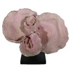 Livava Deniz Kulağı Biblo, Polyester, Pembe, 25X30