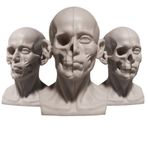 LKYLVEE Çift Taraflı Kafatası ve Kaslar İnsan Modeli, Anatomi Başı Modeli, Tıp Sanatı Öğrencileri için İnsan Anatomisi Çalışması Dersi, Kahverengi, 13 cm