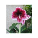 LOBELYA TOHUMCULUK 1 Adet Anaç Özel Renkli Amaryllis Çiçieği Soğanı ( Güzel Hatun ) Kokulu