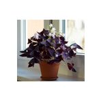 LOBELYA TOHUMCULUK 2 Adet Oxalis Triangularis Çiçeği Soğanı Kokulu
