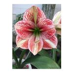 LOBELYA TOHUMCULUK Çift Renkli Damarlı Amaryllis Çiçeği Soğanı ( Güzel Hatun ) Kokulu