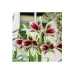 LOBELYA TOHUMCULUK Özel Renkli Ithal Anac Amaryllis Çiçeği Soğanı ( Güzel Hatun ) Kokulu