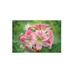 LOBELYA TOHUMCULUK Soft Pembe-beyaz Renkli Amaryllis Çiçeği Soğanı ( Güzel Hatun ) Kokulu