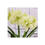 LOBELYA TOHUMCULUK Soft Sarı Renkli Double Amaryllis Çiçeği Soğanı Güzel Hatun Kokulu