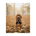 Lokums Leopar Desenli Siyah Basic Köpek Kıyafeti (Erkek Modeli) Siyah L