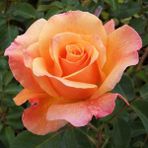 Lolita Gül Fidanı - Turuncu/Sarı