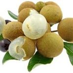 LONGAN FRUİT * 4 ADET TOHUM