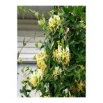 Lonicera Caprifolium Hanımeli Çiçeği Fidanı 10-20 Cm