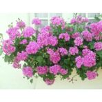 Look Sakız Sardunya Tohumu Pembe TH-987456315842
