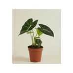 los botanik Alocasia Frydek (Fil Kulağı) Ev Ofis Salon Canlı İç Mekan Bitkisi