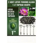 Lotus Çiçeği (Nilüfer) Tohumu - 2 Adet | Toprak Hediyeli (1 Lt Su Altı Torf Karışımı)