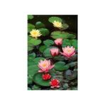 Lotus Çiçeği Tohum Nilüfer Çiçeği Tohumu 10 Adet Tohum
