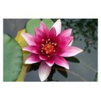Lotus Çiçeği Tohum Nilüfer Çiçeği Tohumu 3 Adet Tohum