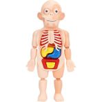 Lovoski Insan Gövdesi Vücut Modeli Anatomi Anatomik Iç Organlar Öğretim Araçları Çocuklar (Yurt Dışından)