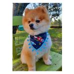 Loyal Friend Store Uzaylı Köpek Fuları (20-35 Cm)