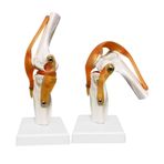 Luckfy Life Size Tıbbi İnsan Diz Eklemi Anatomisi Modeli, Fonksiyonel Bantlı ve Tabanlı, Öğrenci Biyolojisi/Bilim Öğretim Malzemesi