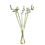 Lucky Bamboo (Şans Bambusu) (5 Adet)