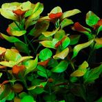 Ludwigia Ovalis Akvaryum Bitkisi Canlı Bitki 5 Dal