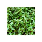 Ludwigia Palustris Green Saksı Canlı Bitki